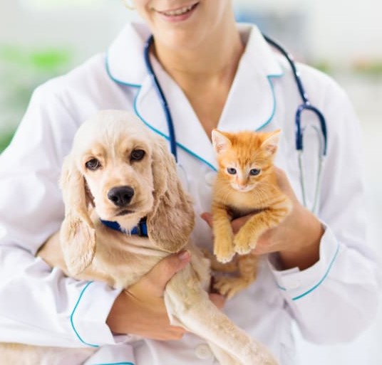 Sunrise-pet-exams